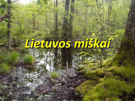 Lietuvos miškai ir juose gyvenančios stirnos