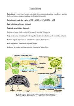 Pupelių virimo proceso schema