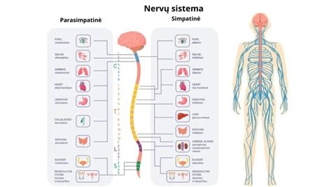 Schematinis vaizdas, kaip veikia nervų sistema ir sukelia nevalingus judesius