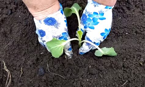 Kopūstų daigų sodinimas į lauką