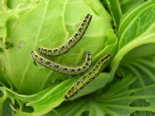 Kopūstinio baltuko vikšras ant kopūsto lapo