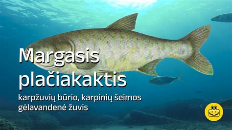 šviežias plačiakaktis tvenkinyje