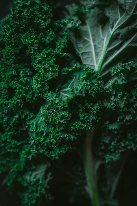 Lapinių kopūstų lapų tekstūra ir spalva