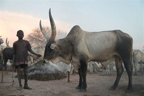 Mundari galvijų stovykla