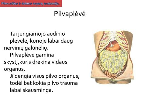 pilvo srities anatomija ir galimos skausmo vietos