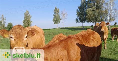 Limuzinų veislės jautis ganykloje
