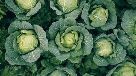 schema ankstyvųjų kopūstų veislių