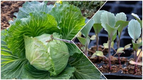 diagrama kaip auginti ankstyvuosius kopūstus