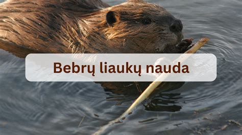 Bebro ir jo liaukų schema