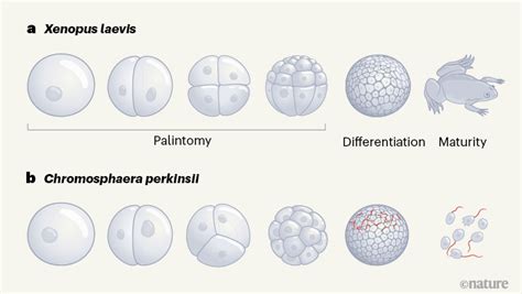 Vienaląsčio organizmo Chromosphaera perkinsii schema