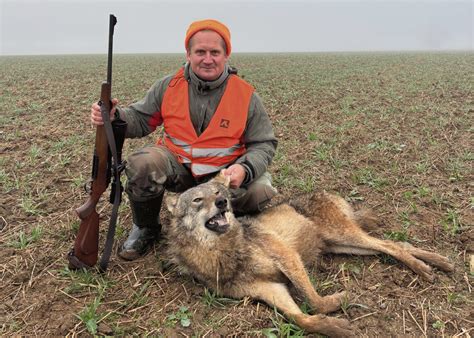 Vilkas ir žmogus su duona