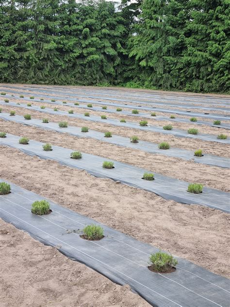 Linų sėmenų nuotrauka