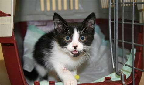 Mažylis kačiukas ėdantis konservus