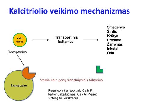 Veikimo mechanizmas hidrokortizono tepalo