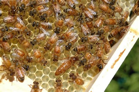 Bičių duonelės gamybos procesas avilyje