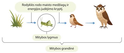 Maistinių medžiagų palyginimas tarp baltųjų ir laukinių ryžių