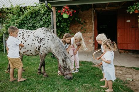 vaikų stovykla su gyvūnais