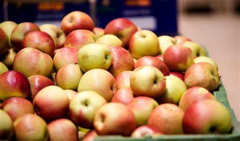 Švieži obuoliai ir vynuogės