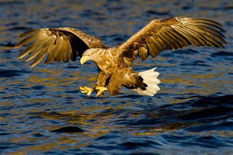 Jūrinis erelis snapas ir akys