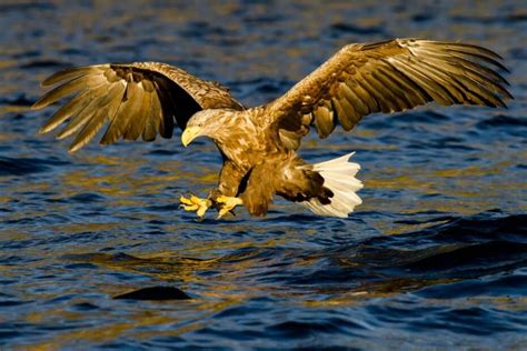 Jūrinio erelio kiaušinis