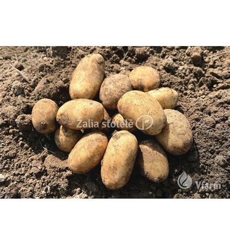 Šviežiai nuskintos bulvės