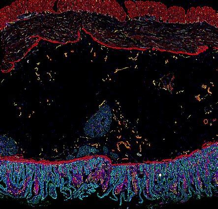 Schematinis žmogaus žarnyno simuliatoriaus vaizdas