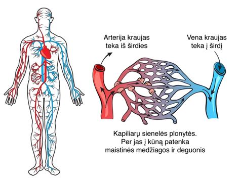Širdies ir kraujagyslių sistemos schema
