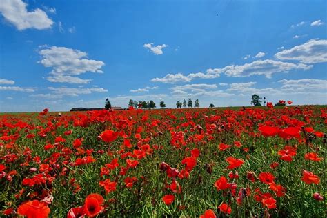 Aguonų žiedų laukas