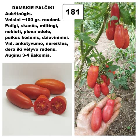 Prinokę raudoni pomidorai krepšyje