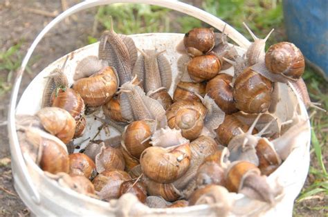 Vynuoginių sraigių rinkimas gamtoje