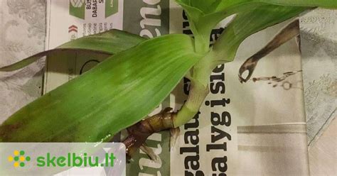 Auksinio ūso preparatai: aliejus, tepalas, užpilas
