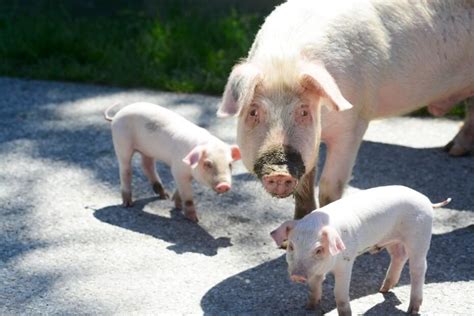 Kiaulių veislių palyginimas