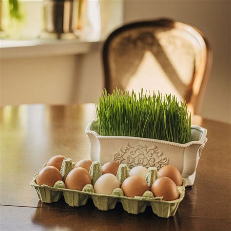 Kiaušinio baltymo ir trynio struktūra