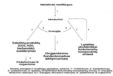 Cholesterolio apykaitos schema žmogaus organizme