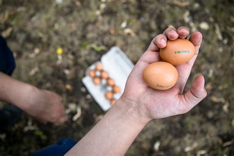 Kiaušiniai šaldytuvo pagrindinėje dalyje, originalioje pakuotėje