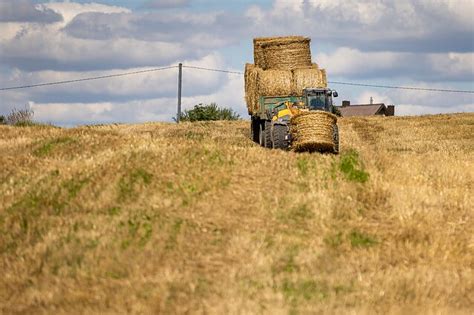 Ūkininkai ir galvijai ganyklose