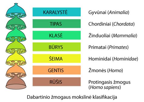 Sūrio rūšių klasifikacija