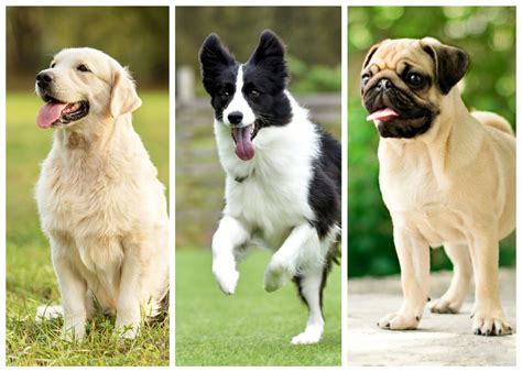 Šunų veislės ir jų mitybos poreikiai