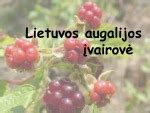 Sibiro taigos augalijos įvairovė