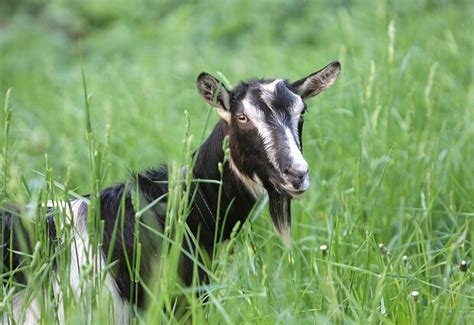 Gyvuliai, ganomi natūraliomis sąlygomis
