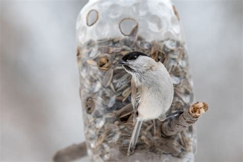 pasidaryk pats antgalis iš plastikinio butelio