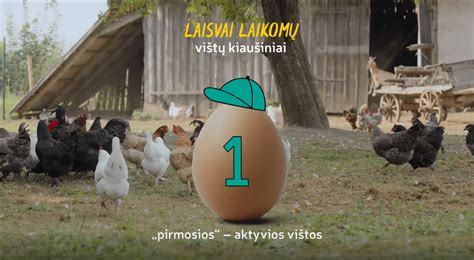 Laisvai laikomos vištos ūkyje