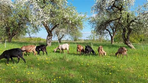 Krakių žemės ūkio bendrovės tvartai ir gyvuliai
