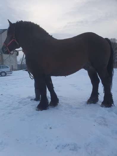 Lietuvos Sunkieji žirgai Krakių ūkyje