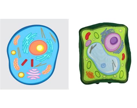 Gyvūninės ląstelės schema