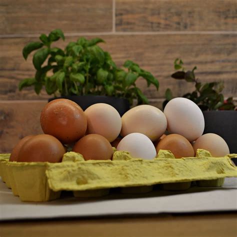 Švieži vištų kiaušiniai