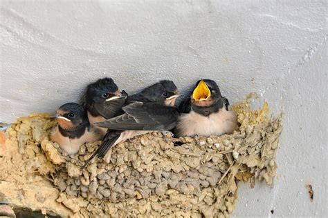 originalios salotos kregždės lizdas