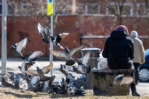 Nematodų naudojimas kovojant su kurkliais