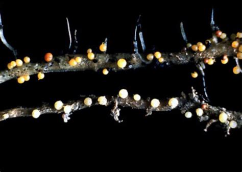 Nematodų pažeistos bulvių šaknys