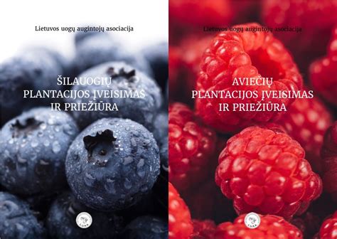 Aviečių, šilauogių ir mėtų kompozicija ant šviesaus fono